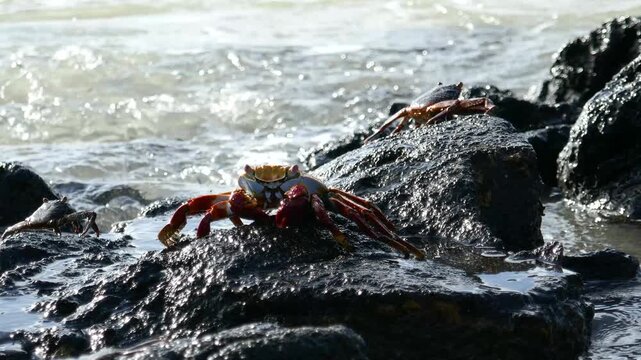 Sally lightfoot crab getting splashed with ocean water on rocky shoreline of Galapagos Islands