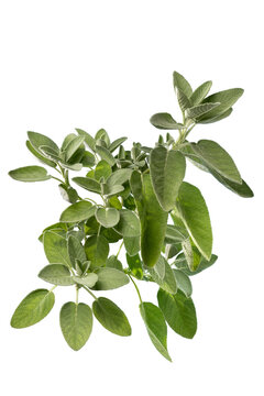 bunch of fresh green sage leaves (Salvia officinalis) isolated on  pure white background, ideal for culinary, herbal medicine, and healthy lifestyle concepts.