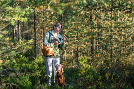 Woman botanist mushroomer gathering porcini mushrooms and edibles in forest on daily walk with dog, hiking with domestic pet exploring nature and harvesting food, female finder collecting boletuses.