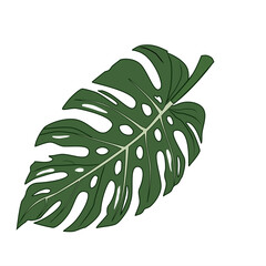 Large green monstera leaf with bold, natural holes © Babah Isa