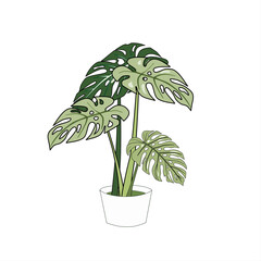 Tall monstera plant stands in a simple white pot © Babah Isa