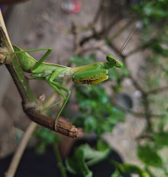 praying mantis on green leaf