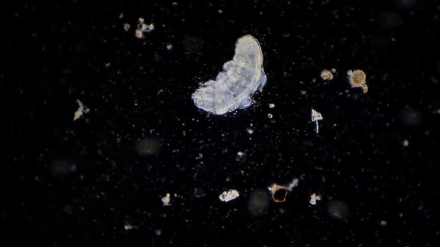 Cryptobiosis concept with tardigrade extremophile under microscope 