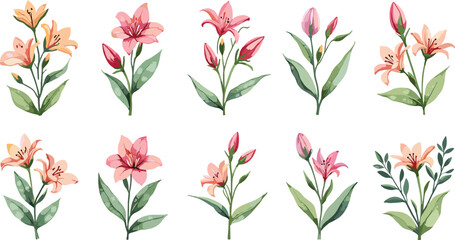 Fototapeta premium Assorted pink watercolor flowers arranged in delicate botanical pattern for decorative botanical display.