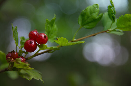 Red Currants on Branch with Green Leaves and Natural Bokeh Background