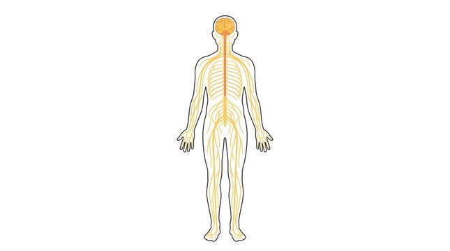 Detailed vector diagram of the human nervous system, showing the brain, spinal cord, and peripheral nerves within a clear body outline on a white background for medical education