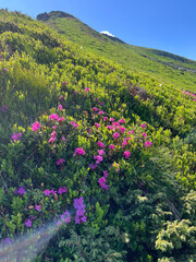 Obraz premium Alpine hillside covered in pink rhododendron flowers on a green slope under blue sky for nature background and landscape wallpaper