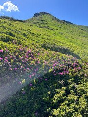 Obraz premium Mountain slope with dense pink rhododendron blooms and sunlit green vegetation beneath a clear blue sky for outdoor banner and landscape wallpaper