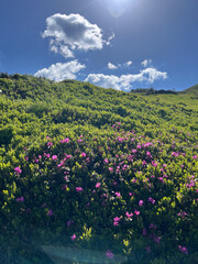 Obraz premium Sunlit alpine hillside carpeted with pink rhododendron blooms under blue sky with white clouds for nature wallpaper and scenic poster design