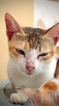 Close-up portrait of a calico cat with a humorous, squinted expression, looking tired or annoyed