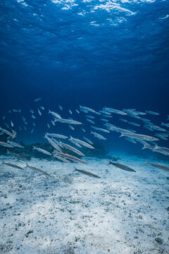 School of small barracuda fish swimming over a coral reef in blue ocean.