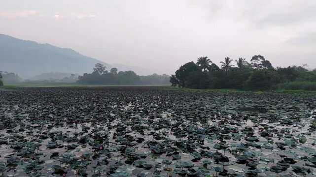Vast lotus field floats with dense green pads on calm water at Tasik Raban