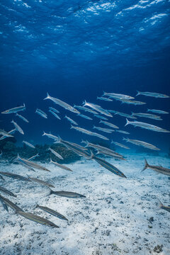 School of small barracuda fish swimming over a coral reef in blue ocean.