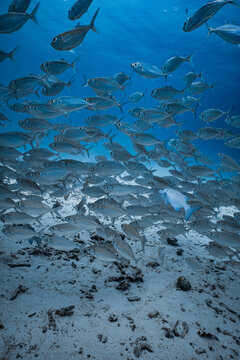 Large school of yellowstripe scad fish swimming over a reef in blue ocean.