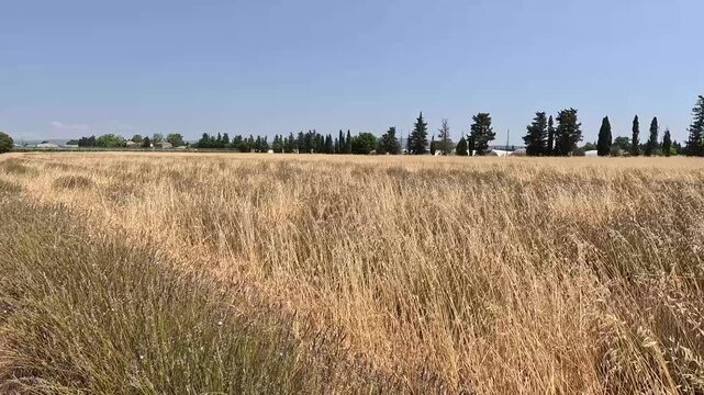 Static handheld shot of abandoned drought-stricken lavender field in Provence, France