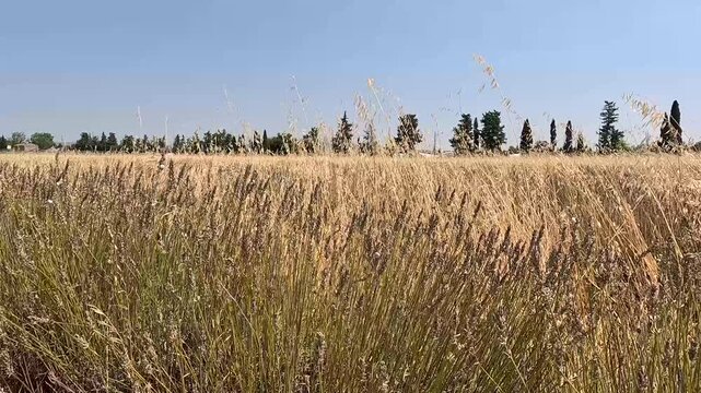 Static handheld shot of abandoned drought-stricken lavender field in Provence, France