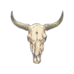 Fototapeta premium vintage longhorn skull hand drawn illustration