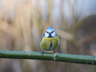 Sikora modraszka (Cyanistes caeruleus) na gałązce. Dzika przyroda z bliska. Apel o poszanowanie praw zwierząt, ochronę ich siedlisk i powstrzymanie polowań na dzikie ptaki w 2026 r. © Henryk Niestrój