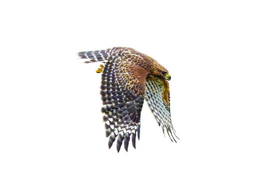 Red-Shouldered Hawk (Buteo lineatus) in Flight Against a Transparent Isolated PNG Background