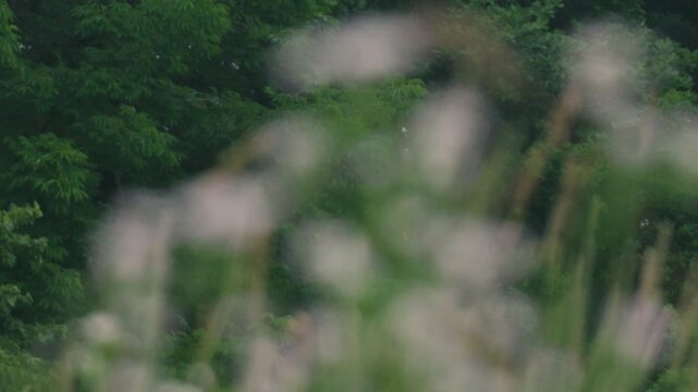 Close-up of Grass with Forest Background