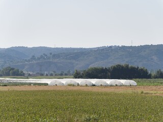 Fototapeta premium Greenhouses in a field near hills with clear sky during daytime