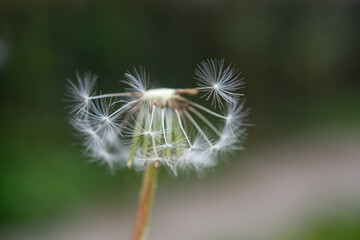 Common dandelion with few seeds left © Sofia Alves