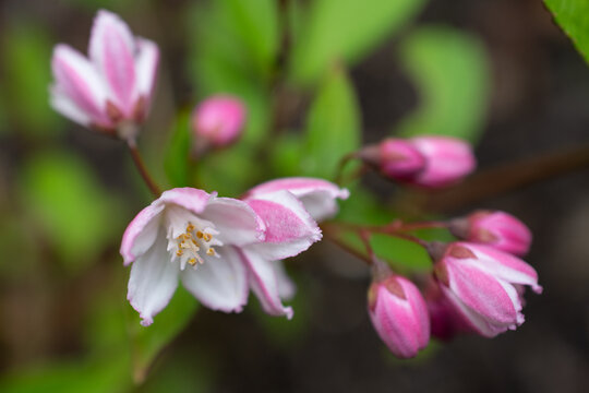 Deutzia Yuki Cherry Blossom flower