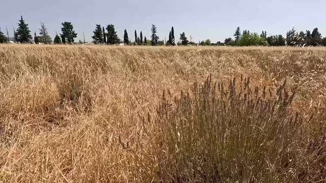 Panning Shot of Drought-Damaged Abandoned Lavender Field, Environmental Crisis, Provence, France