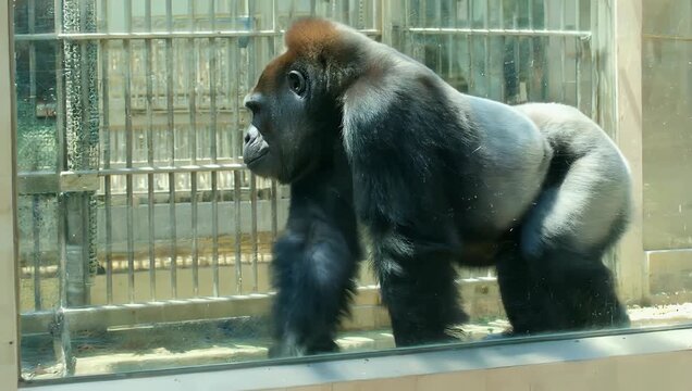 A compelling ultra HD 4K wildlife clip depicting a massive silverback gorilla pacing behind the thick weathered viewing window of its zoo habitat highlighting realistic textures and the raw power of