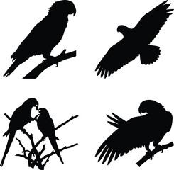 Fototapeta premium Bird Silhouettes in Perched, Flying, Social, and Wing-Open Poses