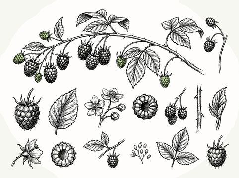 Raspberry branch, hand drawn black and white graphic vector illustration. Isolated on a white background. For packaging, labels and printing products. For banners and menus, posters and cards. hand-dr