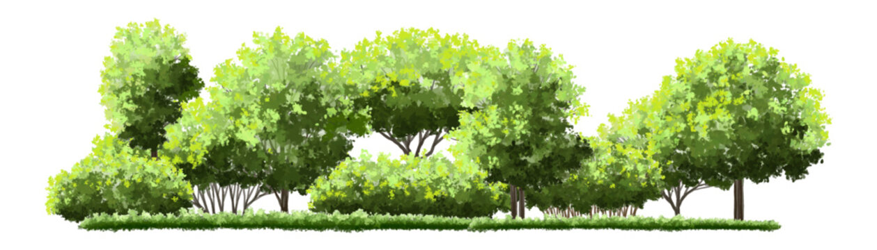  Vector watercolor green tree or forest side view isolated on white background for landscape and architecture drawing,elements for environment or and garden,green tree for garden section 