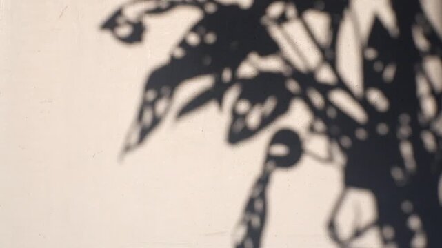 Soft aesthetic shadow of tropical Monstera plant leaves cast on a blank white wall