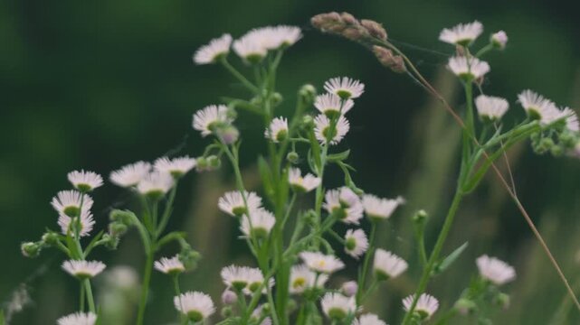 Close-up of Grass with Forest Background