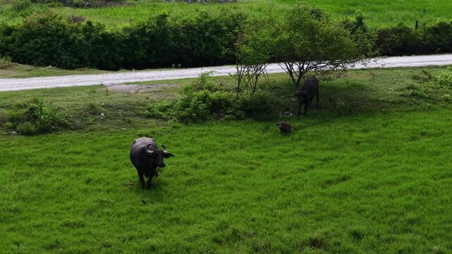 Two dark cows graze peacefully in a lush green field. They move slowly, unbothered by nearby road