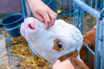 Fototapeta premium child gently petting curious calf farm pen, caring interaction young farm animal, rural education, empathy, sustainable agriculture, Positive family experience, Kindness toward animals in childhood
