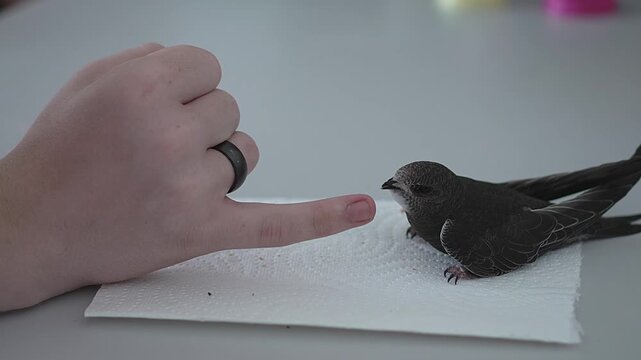 Feeding process of a black swift chick by hand