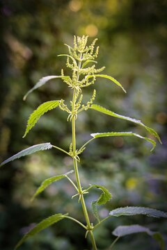 Blooming stinging nettle in backlight