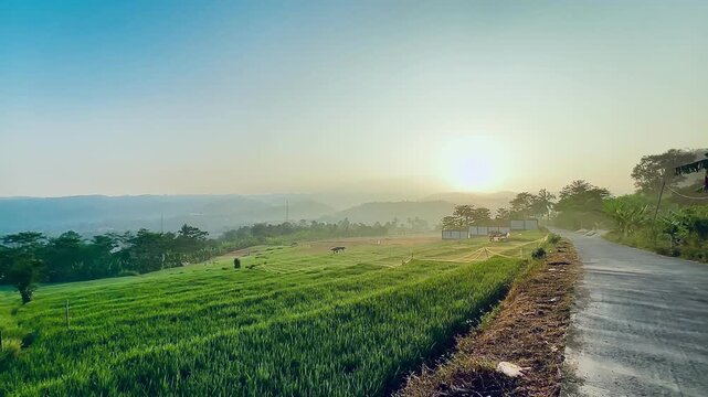 Beautiful sunrise over green rice field fields with rural asphalt road in the morning.
