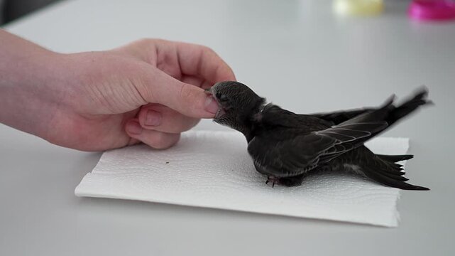 Active feeding of a growing swift chick from hand at home
