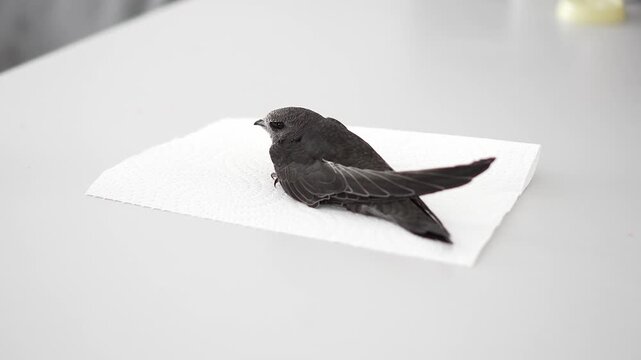 Black swift chick on a white napkin indoors