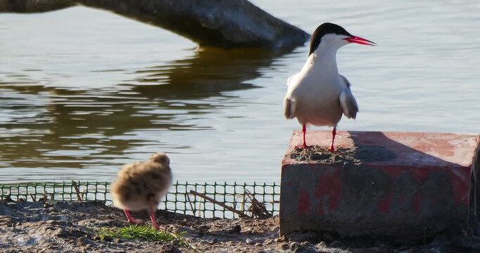 Charr&aacute;n com&uacute;n adulto con polluelo en el Delta del Ebro