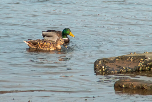 Pareja de &aacute;nades reales (Anas platyrhynchos) en Marine Park Salt Marsh de Nueva York, EE. UU. Pareja nadando tranquilamente sobre las aguas de las marismas en Brooklyn, al sur de Long Island.