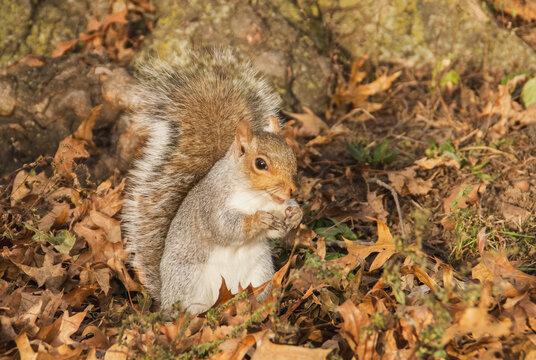 Primer plano de una simp&aacute;tica ardilla gris oriental, Sciurus carolinensis. Peque&ntilde;o roedor junto a las ra&iacute;ces de un roble en las afueras de Nueva York, EE. UU., 2019.