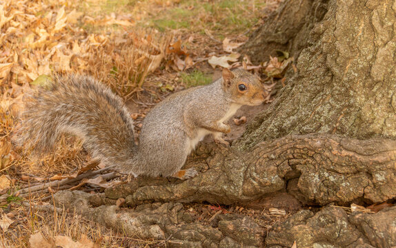 Primer plano de una simp&aacute;tica ardilla gris oriental, Sciurus carolinensis. Peque&ntilde;o roedor sobre las ra&iacute;ces de un roble en las afueras de Nueva York, EE. UU., 2019.