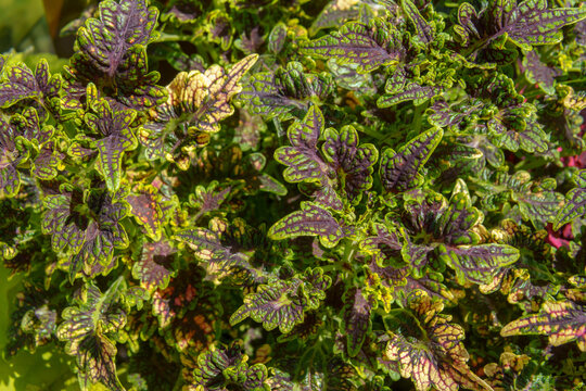 Coleus scutellarioides plant with multicolored purple and green variegated leaves. Dense ornamental foliage texture under bright natural light.