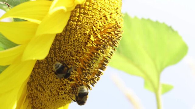 Macro profile video of two fuzzy bumblebees sharing and collecting pollen on a bright yellow sunflower