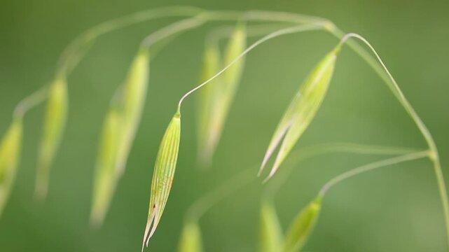 Close Up of Wild Grass Stems Moving Gently in The Meadow Field Wind 180fps Captured in Cinematic High Detail Footage