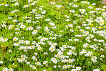 Blühende Margertien in einer Sommerwiese © by-studio