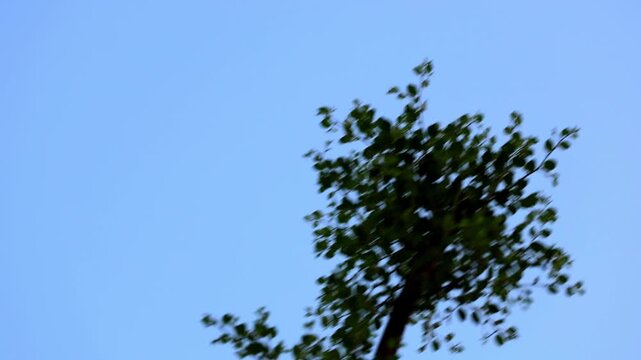 Crow Pheasant bir flying Blue Sky 180fps Captured in Cinematic High Detail Footage